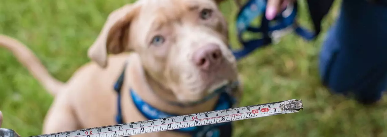 Luna, the XL bully, behind a measuring tape