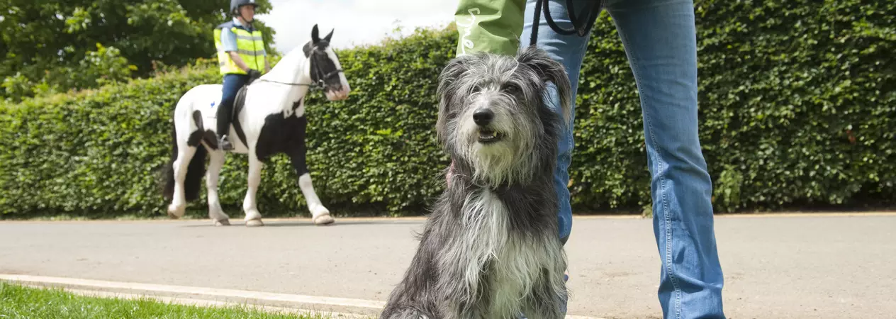 A grey dog sitting patiently with their owner, waiting for a brown and white horse and rider in a high vis vest to pass