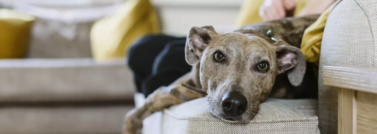A greyhound relaxes on the sofa with their new family.