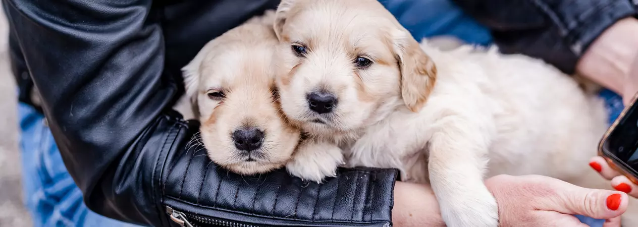 Get help and support for your pet | Blue Cross