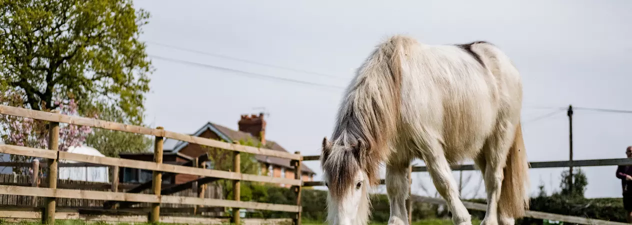 A grey pony grazes in their field.