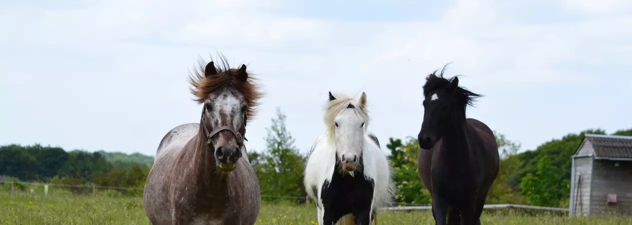 Strawberry roan pony Barley gallops through a field with a piebald pony and a black pony