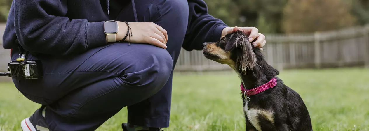 A Blue Cross volunteer strokes a small brown dog.