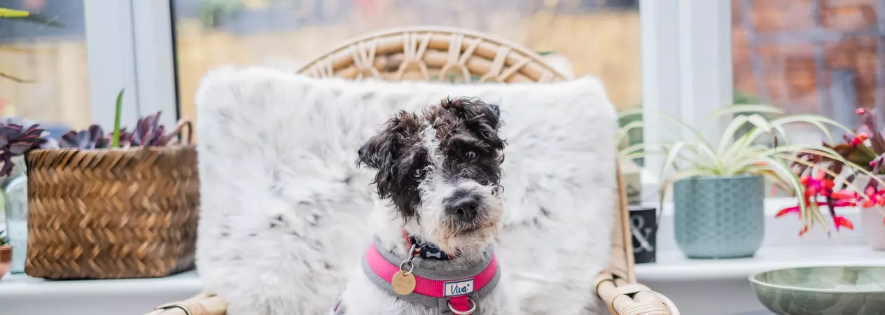 Black and white terrier Rosie sits on a fluffy cushion on a wooden wicker chair gazing into the camera