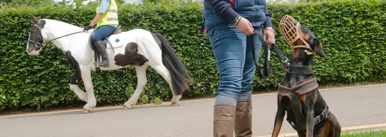 A dobermann is trained to wear a muzzle around horses.