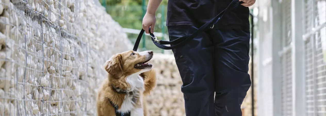 A dog being walked down a path with dog kennels to the right