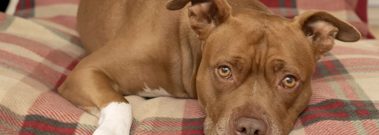 Tan dog Lola lying on a plaid blanket looking at the camera