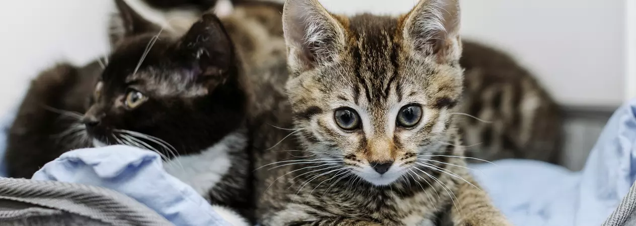 A group of foster kittens sitting in a cat bed.
