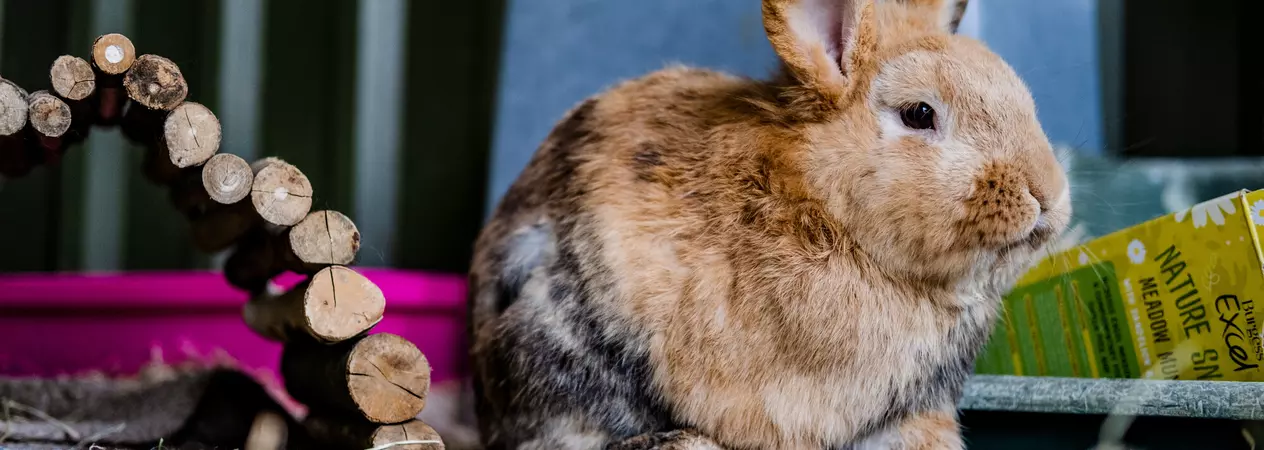 Light brown rabbit with pointy ears sitting happily in their enclosure