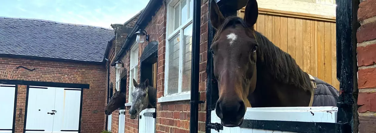 Three horses look out of their individual stable windows.