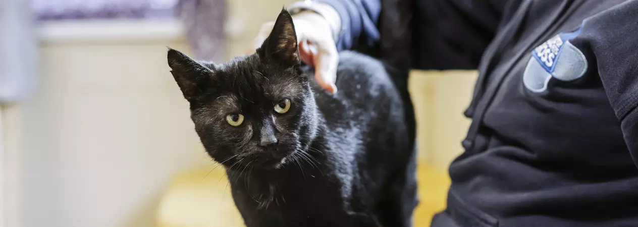 A black cat with golden eyes stands on the lap of a Blue Cross team member
