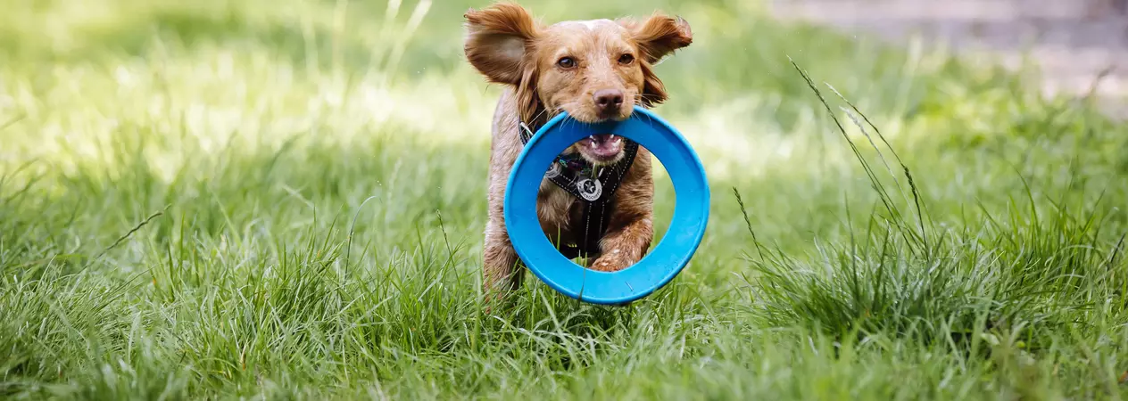 A brown dog runs through the grass with a blue frisbee in their mouth.