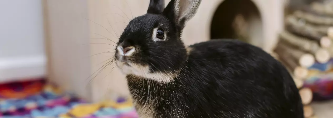 an inquisitive black and brown pointy eared rabbit sitting in his enclosure with a wooden hidey house and log behind him