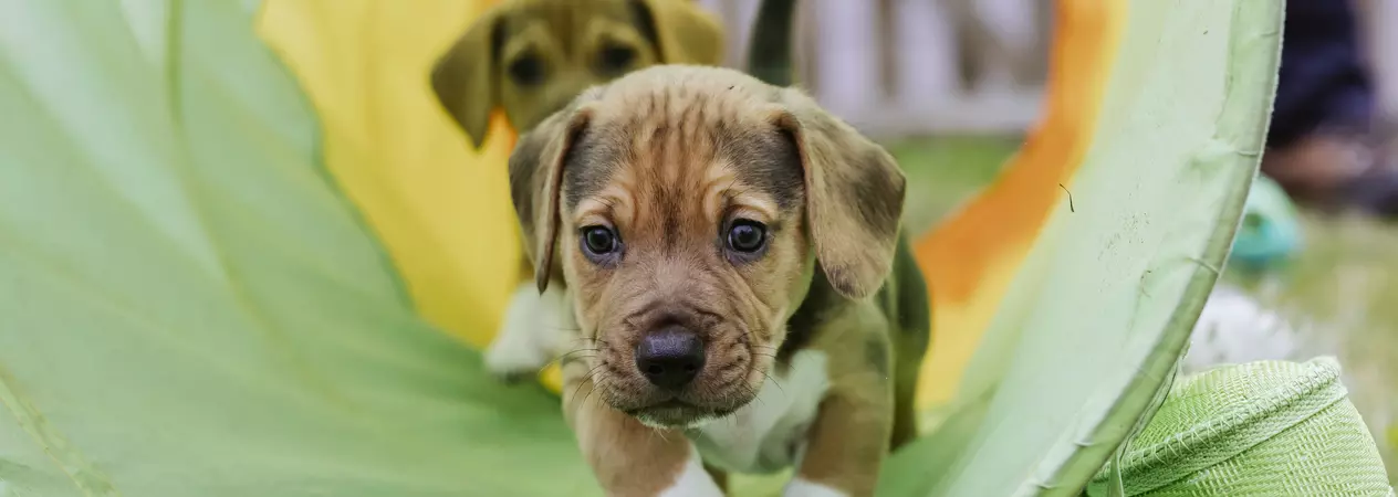 Two tan and white beagle puppies scamper through a green tunnel