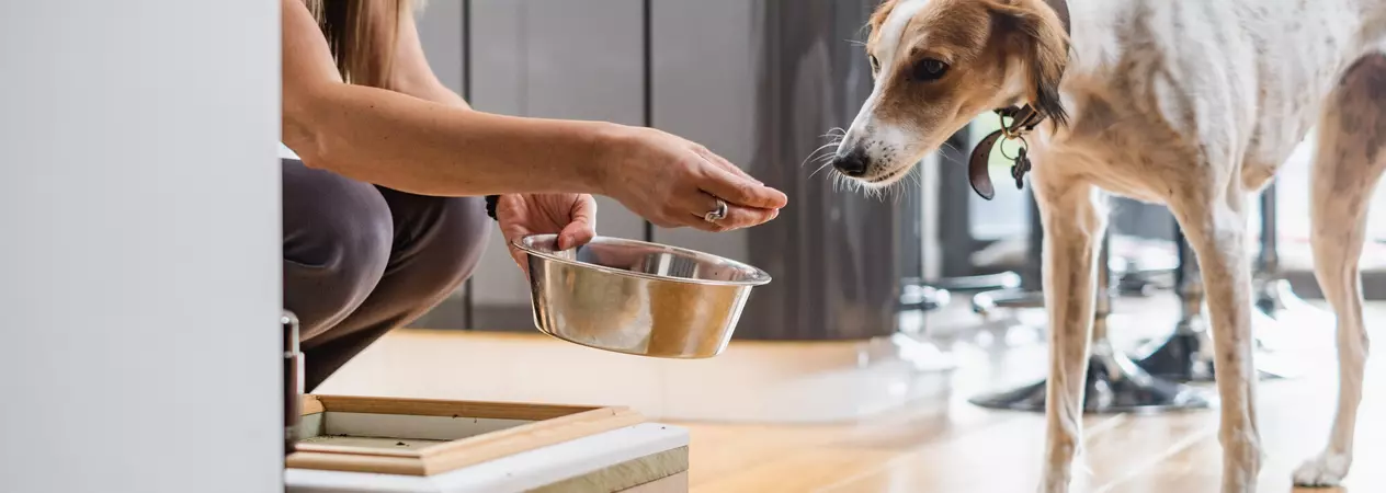White and tan lurcher called Lilly standing in her kitchen taking a treat from her owner