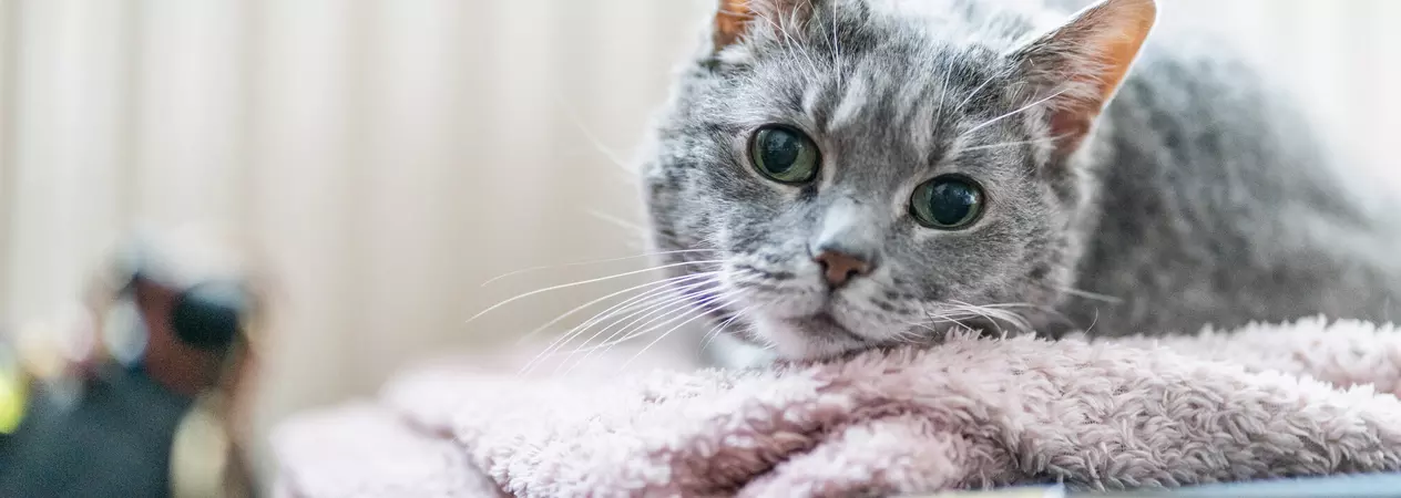 Grey cat lying on pink blanket
