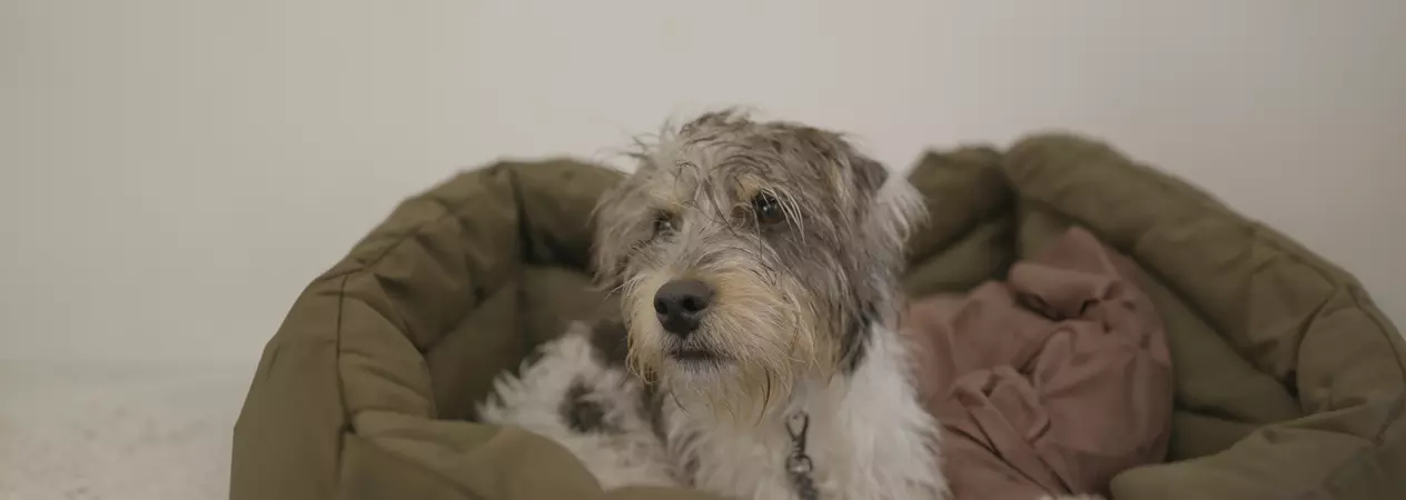 White and grey dog lying down in a dark green dog bed