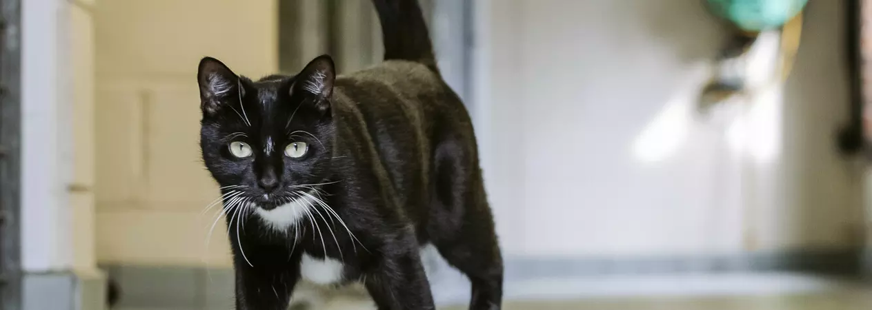 Black and white cat Alora struts through a tiled room at Blue Cross Southampton