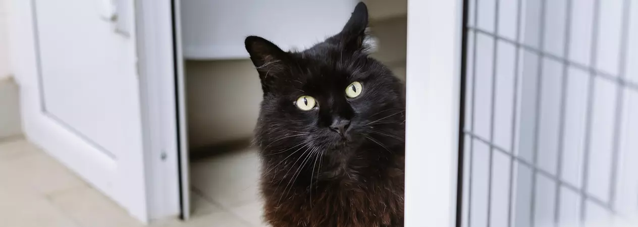 A long haired black cat peers out from behind a wall.