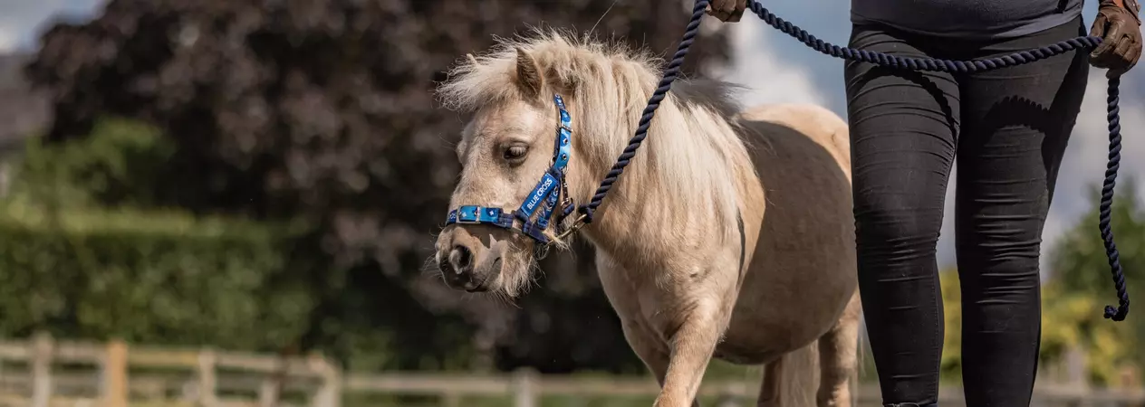 A Shetland pony practices walking over poles with their handler.