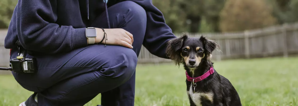 Black and tan chihuahua Darcy sits in a green paddock being stroked by a Blue Cross team member