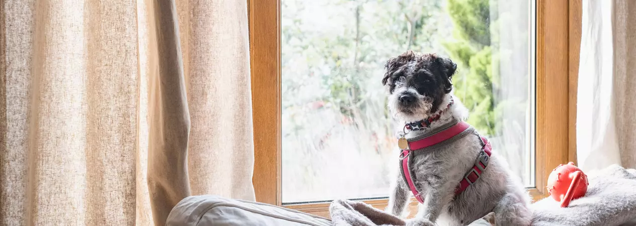 A black and white terrier sits on a sofa by the window, wearing a red harness.