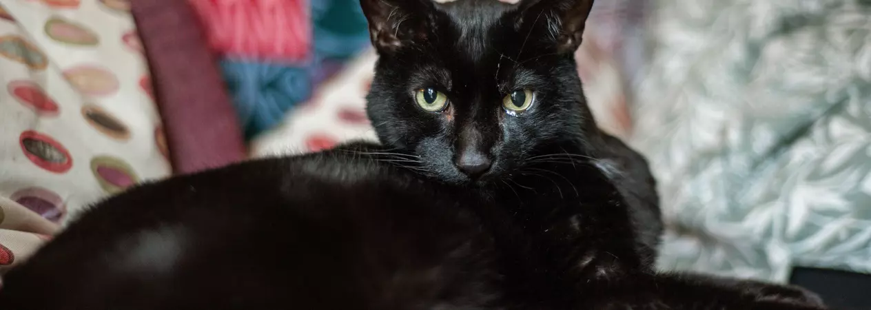 Black cat Moose lies on a burgundy-coloured couch looking to camera