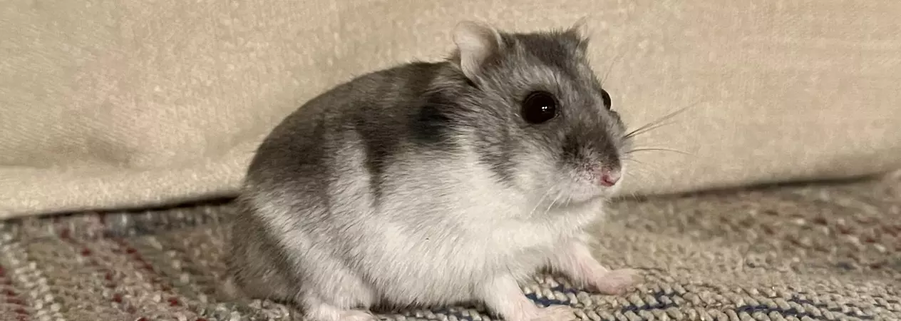Hamster Roxy sat on a sofa