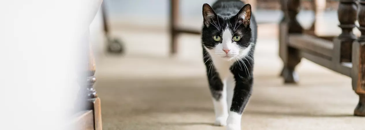 A black and white cat walks towards the camera.