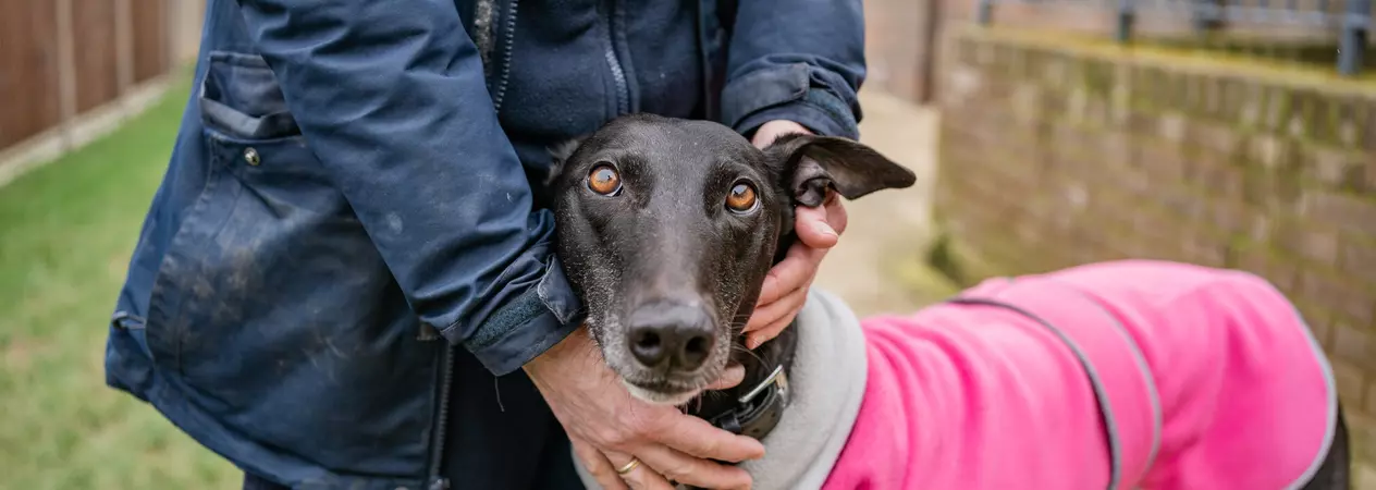 Black greyhound Martha wearing a bright pink fleece nuzzling into one of the Blue Cross team