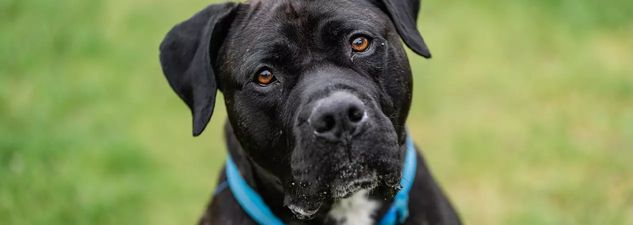Black cane corso Rupert wearing a blue collar looking to camera while sitting on grass