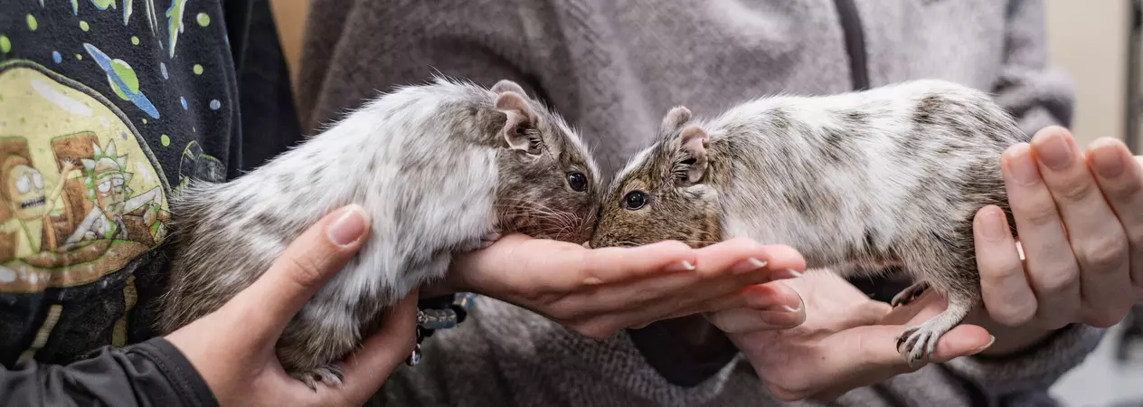 Two white and brown degus sit nose to nose on the hands of two young students