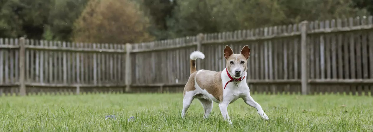 Jack russell terrier Hero runs through a grassy paddock surrounded by a wooden fence