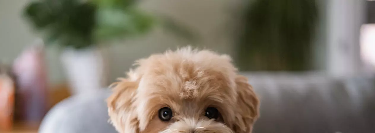 Three-legged golden toy poodle Llammy relaxes on a grey sofa