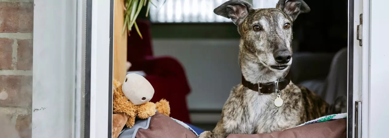 A greyhound sits on a cushion and looks out a window.