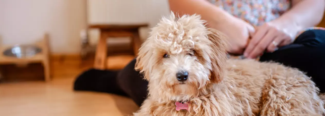 Fluffy golden poochon puppy Nancy sits relaxing in front of her rehomer
