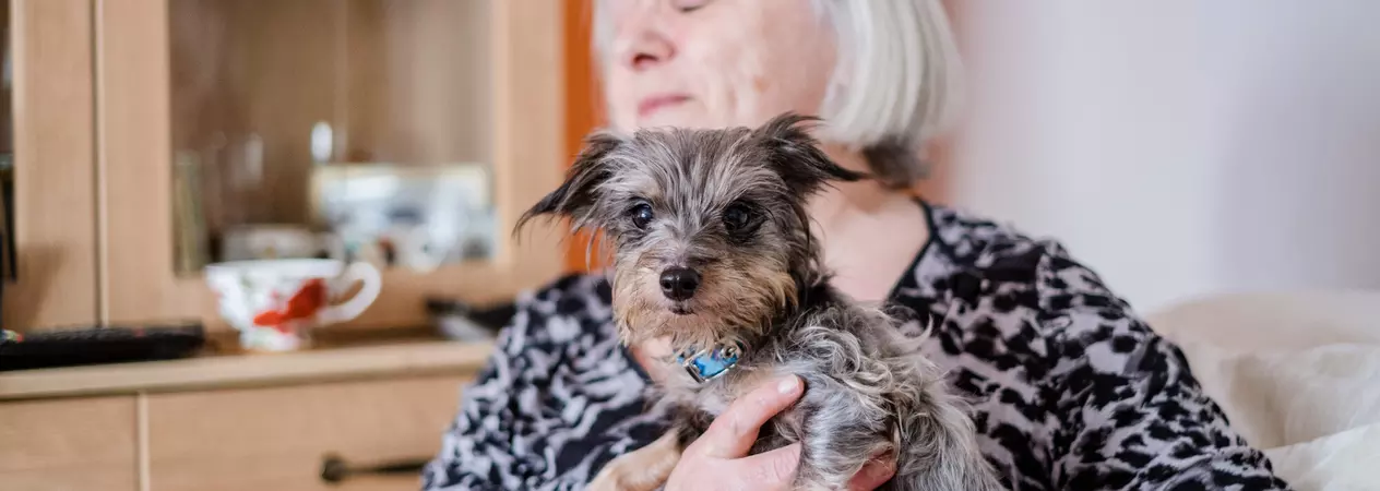 Foster carer wearing black and white top holding small grey dog while sitting on cream armchair