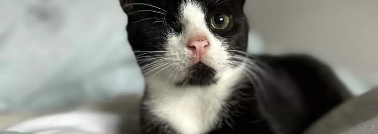 Black and white cat Uno with one eye lies on a bed looking into the distance