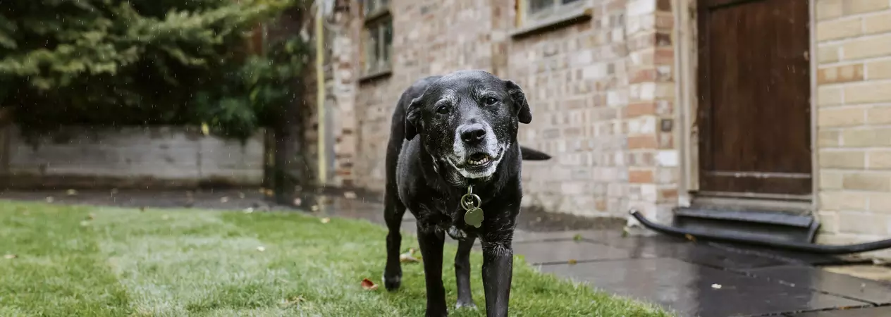 An elderly black lab stands outside in a garden.