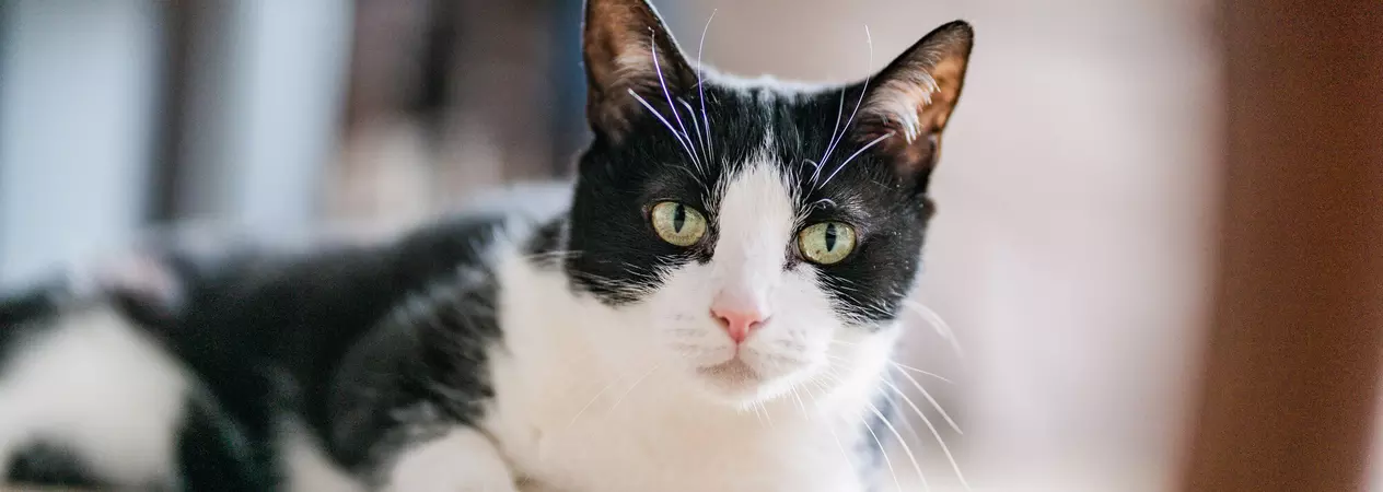 Black and white cat lying on beige carpet looking at camera