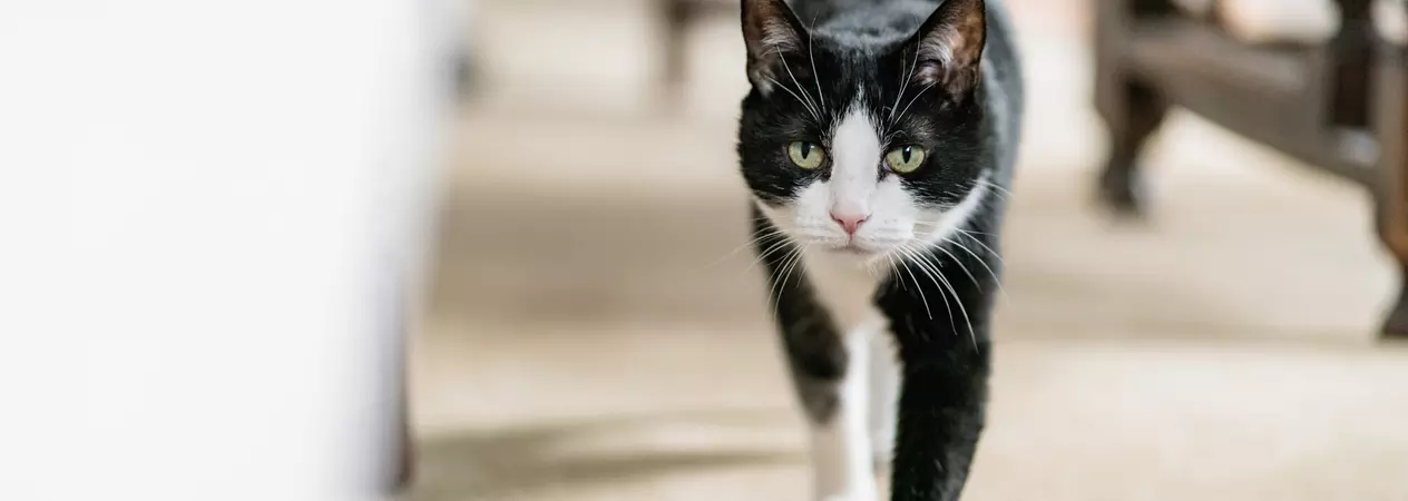 Black and white cat Bella walks across cream carpet towards camera