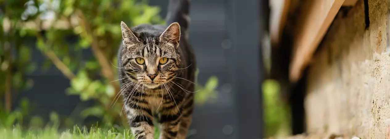 Daisy the brown tabby cat walking along a pebbled path outside