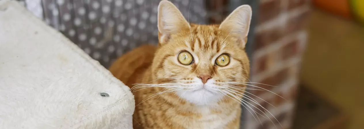 A ginger cat with green eyes called Hope looking into the camera