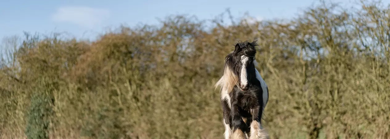Black and white pony Bandit canters towards the camera surrounded by trees