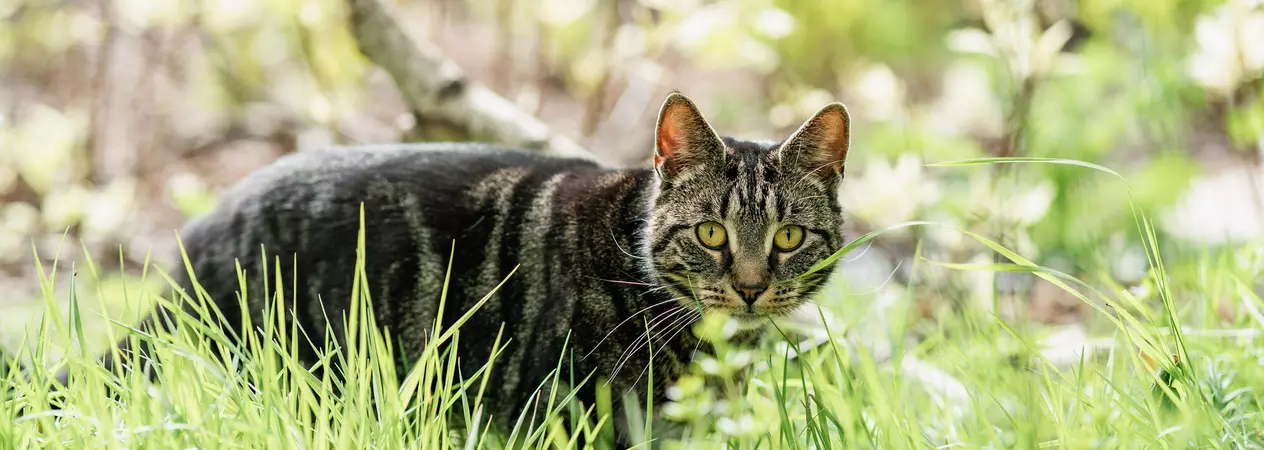 A tabby cat looks directly into the camera lens with ears pricked while surrounded by green grass and tree branches