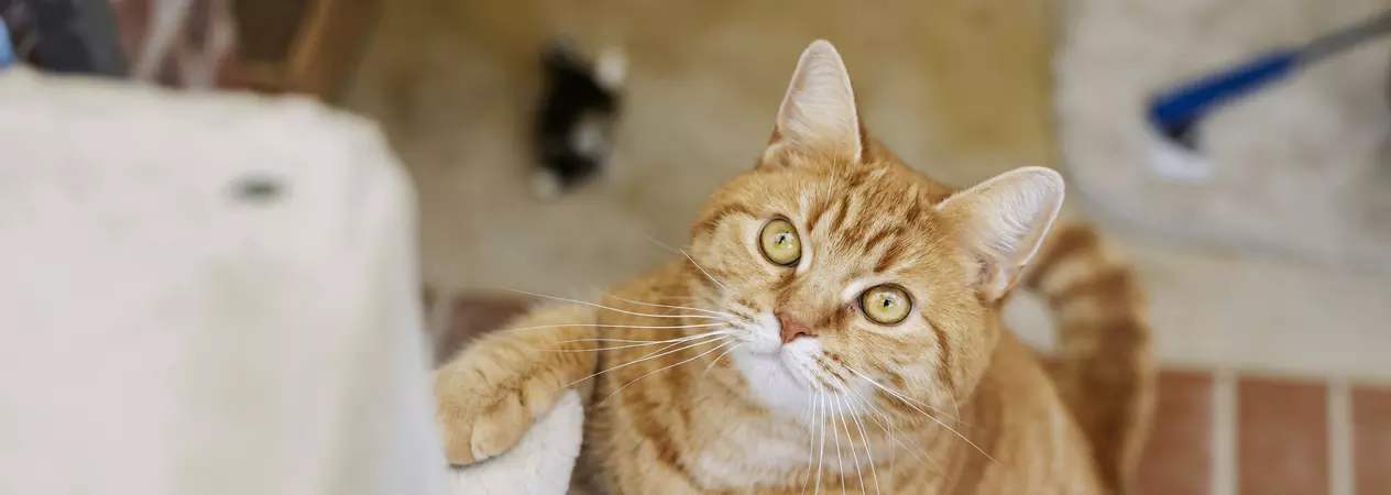 Ginger cat Hope climbs a set of beige carpeted steps