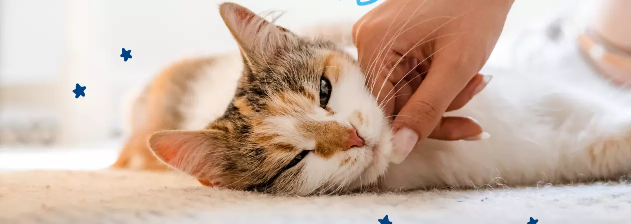 Kitten being stroked by a lady