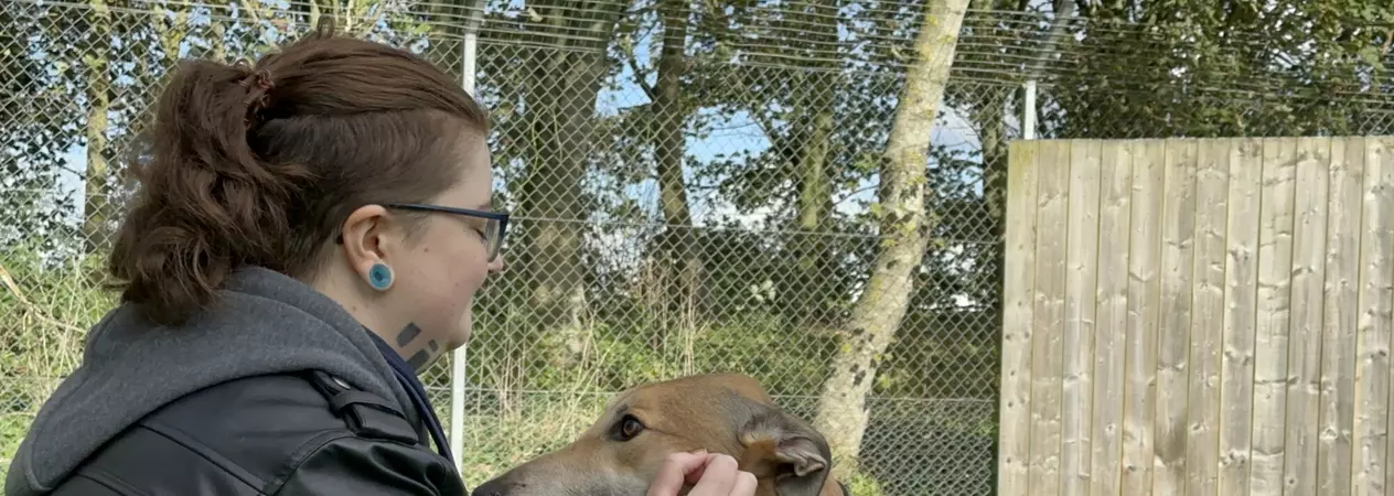 Fawn greyhound Lucian is stroked by his rehomer 