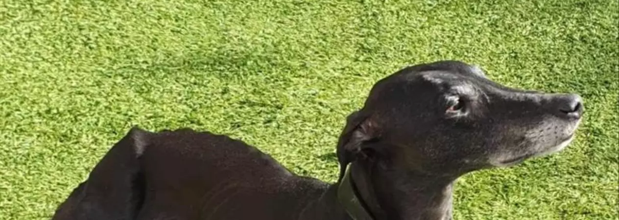 Emaciated black lurcher Martha lies in a grassy paddock