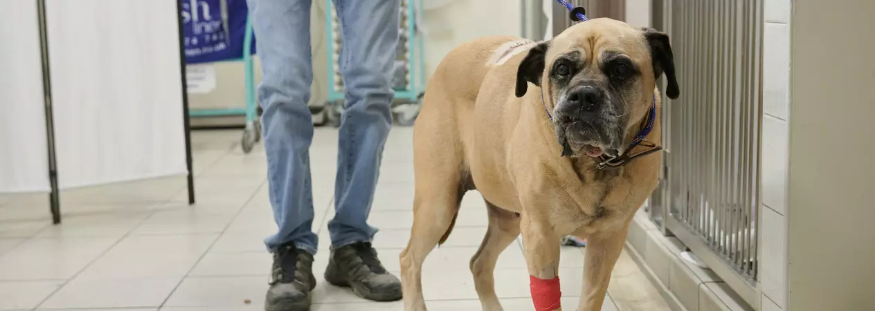 Fawn and black bull mastiff Yogi is held by a Blue Cross volunteer at Victoria animal hospital